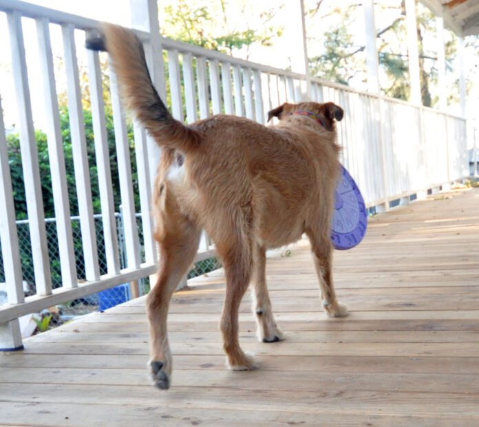 A medium sized brown dog with a puzzle throw in his mouth facing away from the camera.