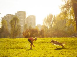 A golden retriever runs towards it's female owner during playtime in the park.