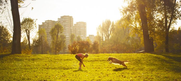 A golden retriever runs towards it's female owner during playtime in the park.