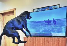 Some dogs do watch TV and react to whatever they see on the screen.