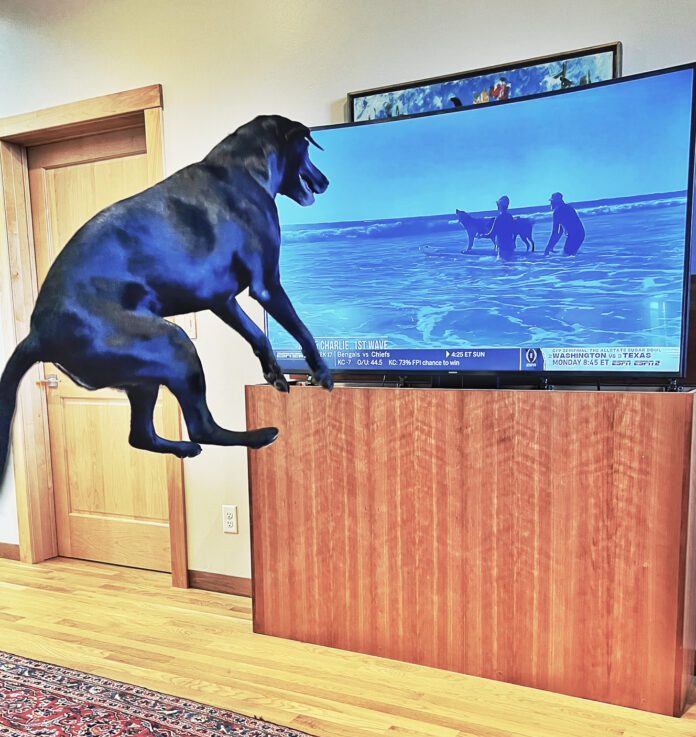 Some dogs do watch TV and react to whatever they see on the screen.