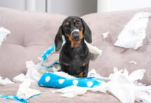 Destructive Chewing eBook from Whole Dog Journal