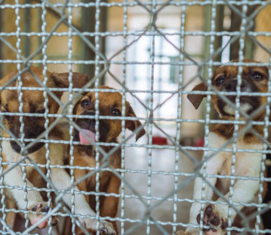 Puppies await adoption in shelter.