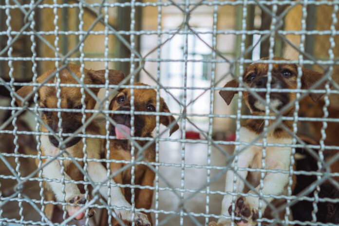 Puppies await adoption in shelter.