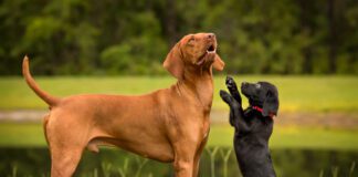 Puppies can be around other dogs at around 8 or 10 weeks old.