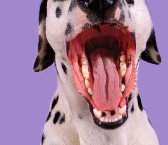 Can Dogs Get Strep Throat from a Human? Dogs can get throat infections like strep throat, but not from a human.