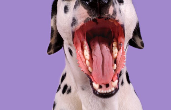 Dogs can get throat infections like strep throat, but not from a human.