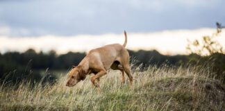 Dog nosebleeds have many causes as dogs greet the world nose first.