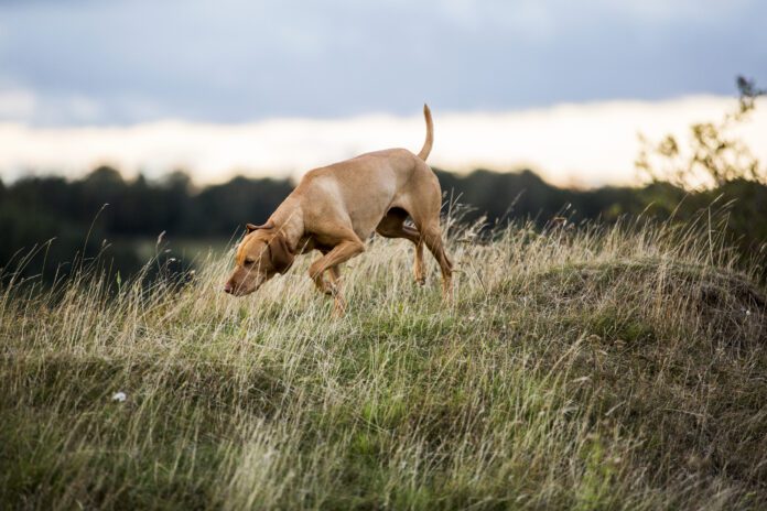 Dog nosebleeds have many causes as dogs greet the world nose first.