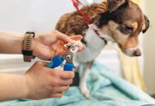 Cutting too high when clipping a dog nails is possible. Stopping a dogs nails bleeding is fairly simple.