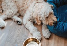 Goldendoodle puppy feeling unwell.