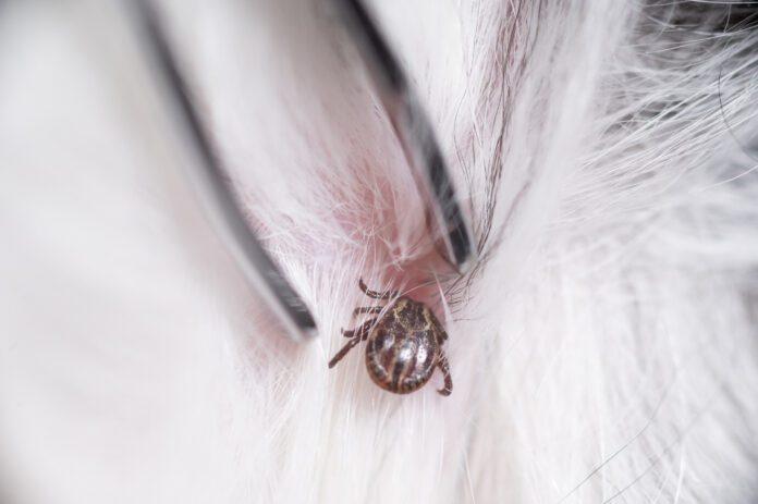 Tick paralysis in dogs is caused by a neurotoxin injected by a feeding tick.