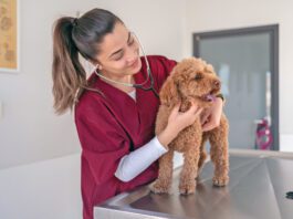 Do You Know Your Dog’s Normal Heart Rate? A female doctor checks a puppies heart rate during a visit.