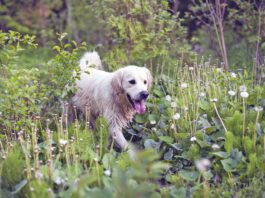 A golden retriever moves through high vegetation.