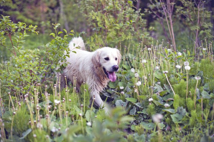 A golden retriever moves through high vegetation.