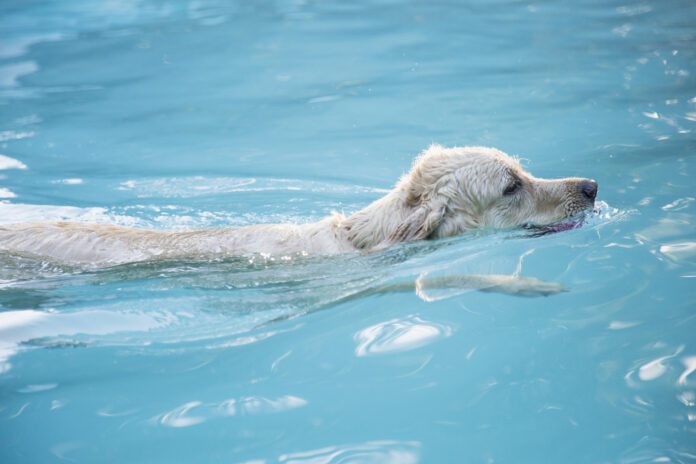 Water intoxication in dogs can be cause by too much or too little sodium.