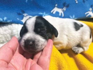 A 2-week-old puppy is held gently in a person's hand.