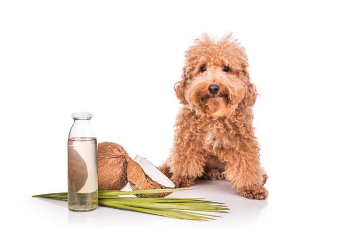 Coconut water is good for dogs in the right circumstances and small amounts.