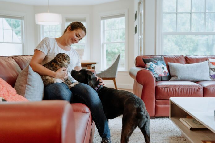 A woman introducing a cat to a dog, the cat is clearly upset.