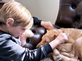 Teaching a puppy to be comfortable with human handling can build the basis for lifelong positive interactions.