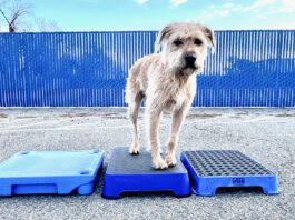 A dog training platform is used to train a dog to stay.
