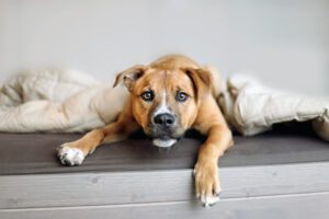 A dog starring intently at a cat can indicate too much focus.