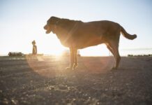 Valley fever is a fungal disease that can sicken dogs and humans alike.