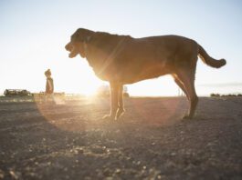 Valley fever is a fungal disease that can sicken dogs and humans alike.