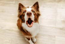 A consultation with a board certified veterinary behaviorist can help solve the most troublesome dog behaviours.