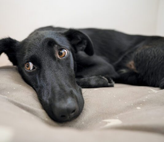 A female dog peeing on your bed can multiple causes, none of which are spiteful.