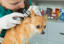 Ear Infections eBook from Whole Dog Journal