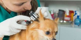 Ear Infections eBook from Whole Dog Journal