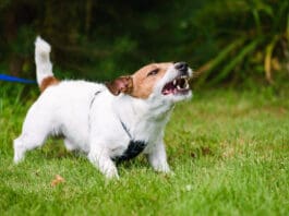 Feisty Fido Book from Whole Dog Journal