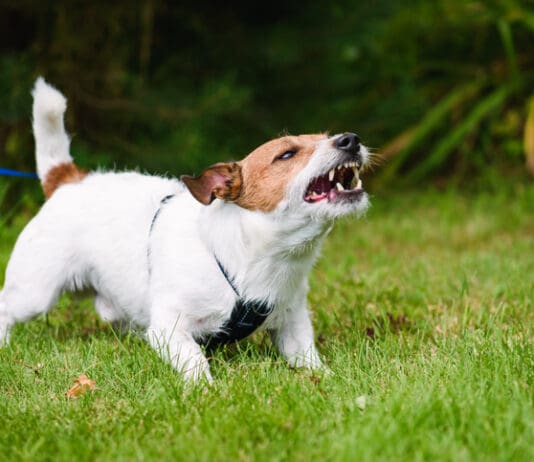 Feisty Fido Book from Whole Dog Journal