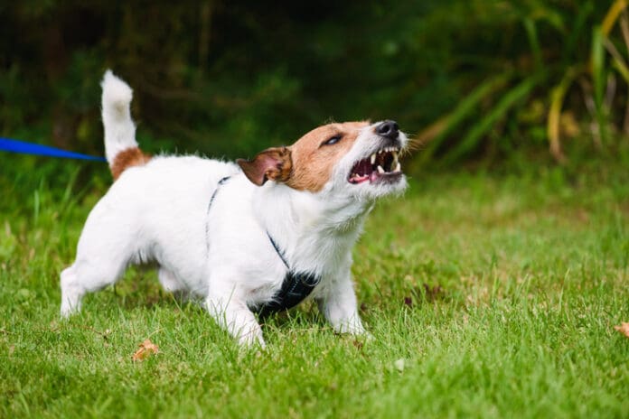 Feisty Fido Book from Whole Dog Journal