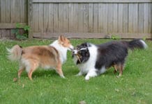 Fight! eBook from Whole Dog Journal