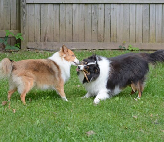 Fight! eBook from Whole Dog Journal