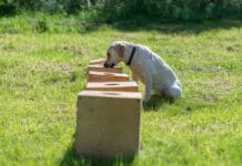 Scent work for dogs builds upon the primary sense they use to interact with the world.