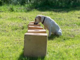 Scent work for dogs builds upon the primary sense they use to interact with the world.