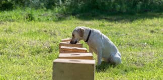 Scent work for dogs builds upon the primary sense they use to interact with the world.