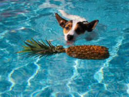 Pineapple is good for dogs to eat in small amounts as an occasional treat.