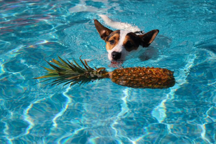 Pineapple is good for dogs to eat in small amounts as an occasional treat.