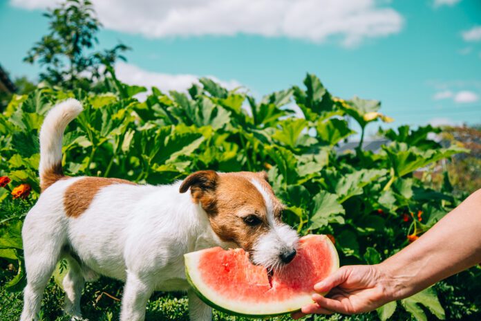 Dogs can eat the majority of fruit that humans eat in moderation.