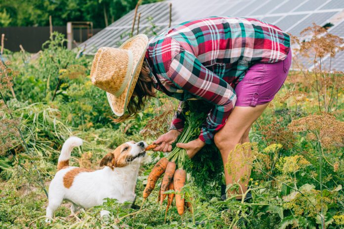 Dogs can eat vegetables and many may prefer them to other treats.