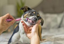 Oral care is the way to freshen a dogs breath and keep it fresh.