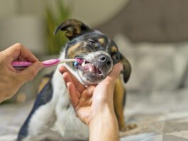 Oral care is the way to freshen a dogs breath and keep it fresh.