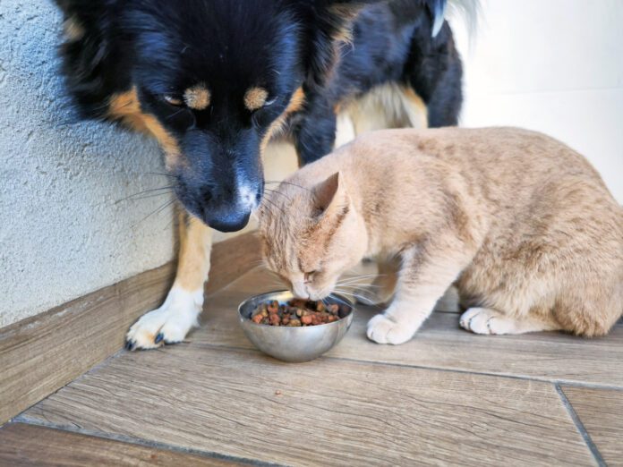 Dogs can eat cat food without adverse health risks.