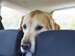 Dramamine for dogs can relieve motion sickness.
