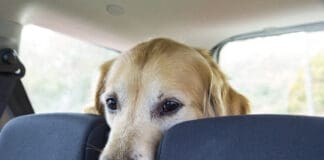 Dramamine for dogs can relieve motion sickness.