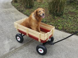 Glucosamine for dogs is a join supplement to prevent or alleviate osteoarthritis in dogs.